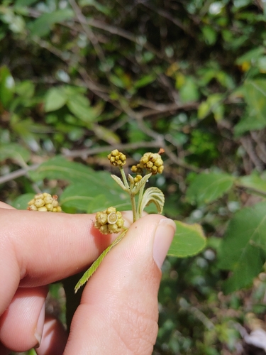 Varronia polycephala, photograph 5