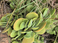 Crassula swaziensis