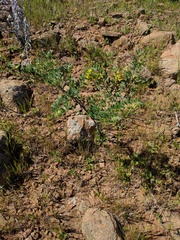 Acmispon dendroideus dendroideus