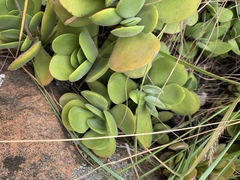 Crassula swaziensis