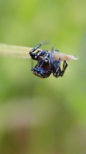 Heliophanus tribulosus