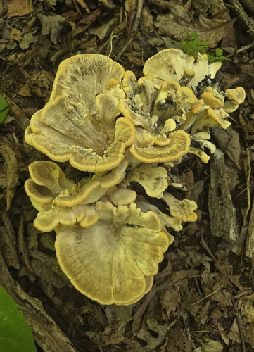 Black-Staining Polypore