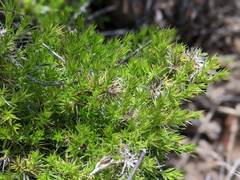 Galium andrewsii