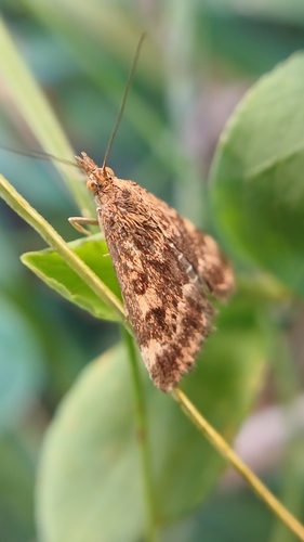 Straw-barred Pearl