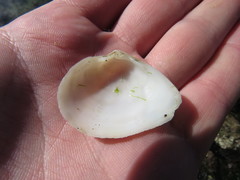 Cumingia californica