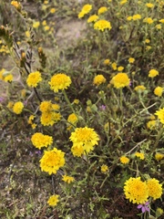 Chaenactis glabriuscula