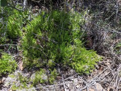 Galium andrewsii