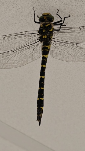 Golden-ringed Dragonfly
