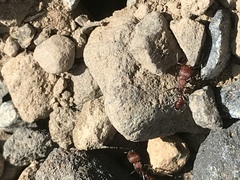 Pogonomyrmex huachucanus