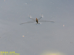 Aquarius elongatus