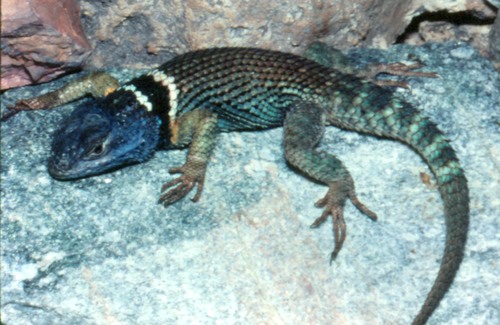 Central Cleft Lizard