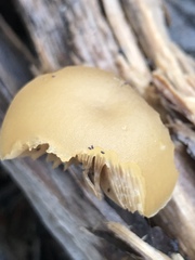 Galerina patagonica