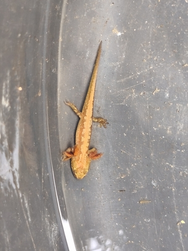 Palmate Newt