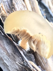 Galerina patagonica