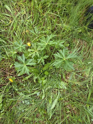 European Globeflower
