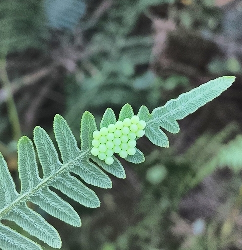 Green Shield Bug
