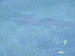 Oncorhynchus masou formosanus