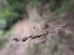 Cyclosa confusa