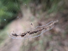 Cyclosa confusa