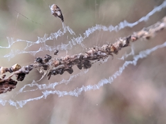 Cyclosa confusa