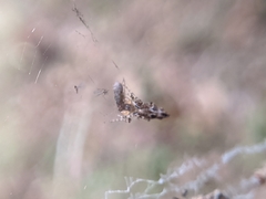 Cyclosa confusa