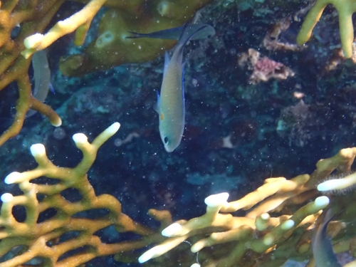 Chromis flavaxilla observed 2026-06-04