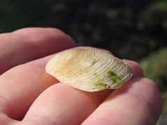 Cumingia californica