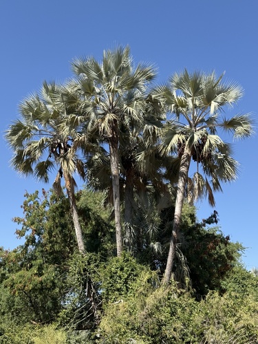 Makalani Palm