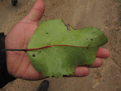Lomatia hirsuta, photograph (c) Bruno Avilez, some rights reserved (CC BY)