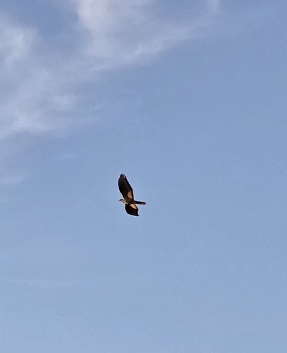 European Honey-buzzard