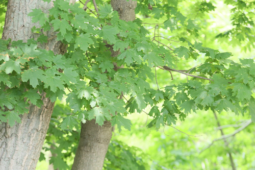 Norway maple