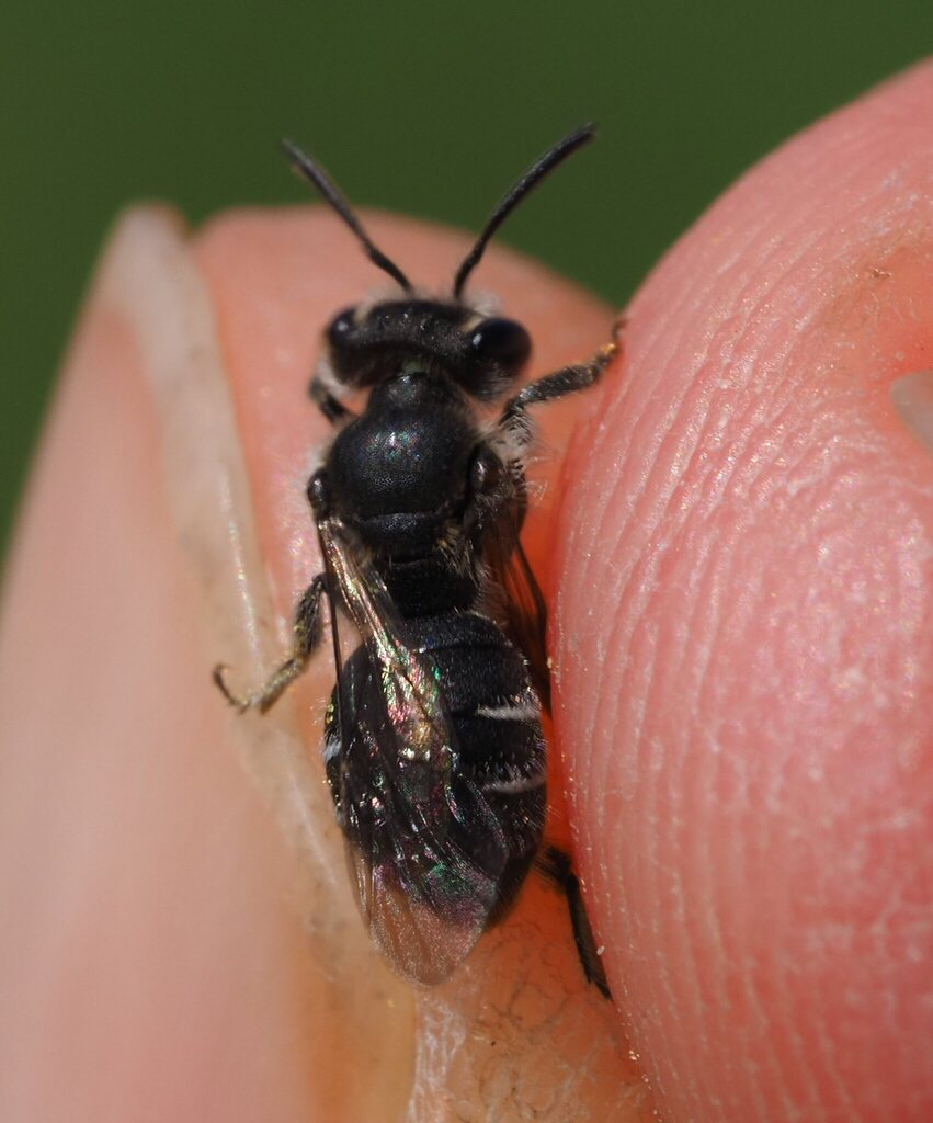 Andrena saxonica