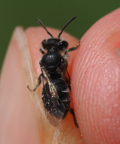 Andrena saxonica