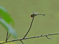 Sinictinogomphus clavatus