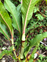 Persicaria glabra