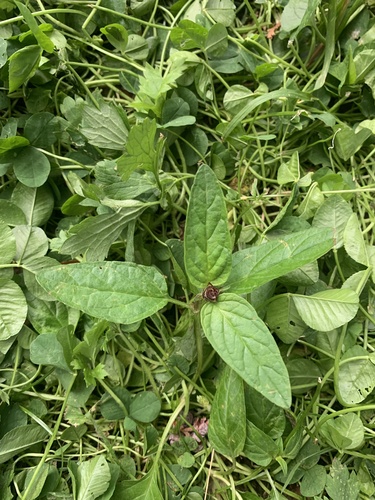 common selfheal