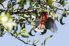 Pyrocephalus rubinus