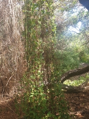 Tetragonia implexicoma