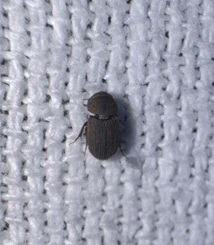Ataenius imbricatus