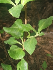 Tetragonia implexicoma