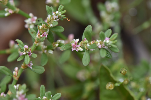 Polygonum plebeium iNat (1)