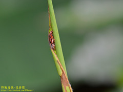 Sphenocorynes kosempoensis