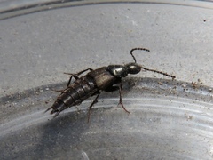 Philonthus decorus
