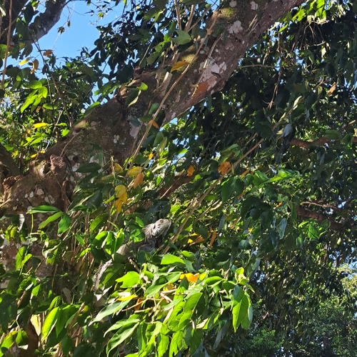 Green Iguana