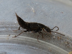 Philonthus decorus