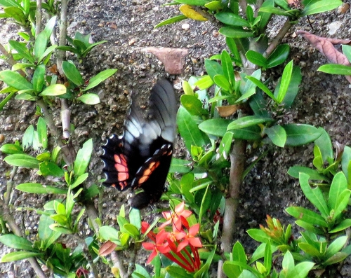Ruby-spotted Swallowtail
