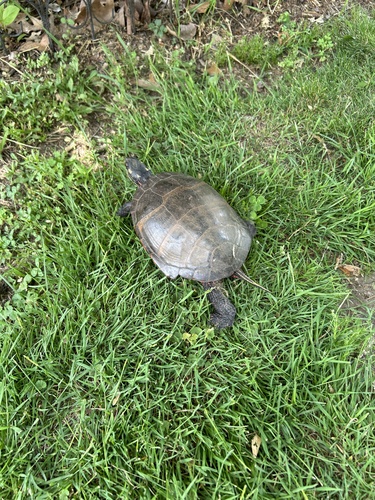 Painted Turtle