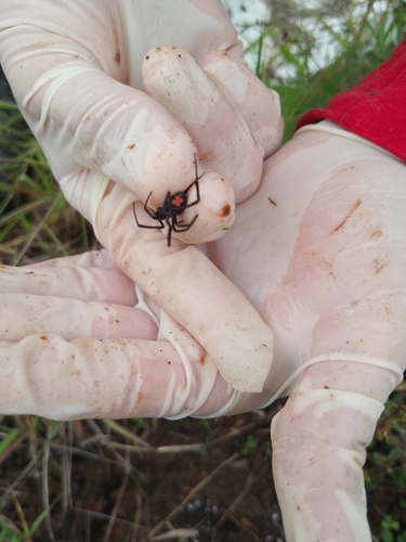 Southern Black Widow