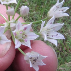 Allium canadense