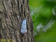 Pyrops watanabei